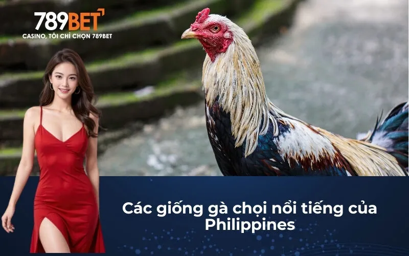 Các giống gà chọi nổi tiếng của Philippines