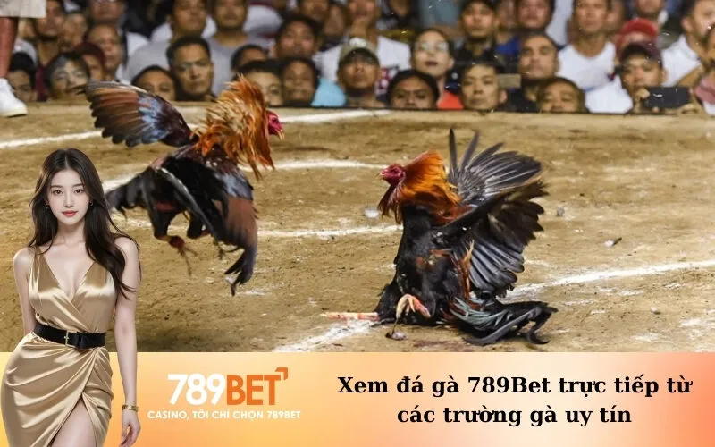 Xem đá gà 789Bet trực tiếp từ các trường gà uy tín
