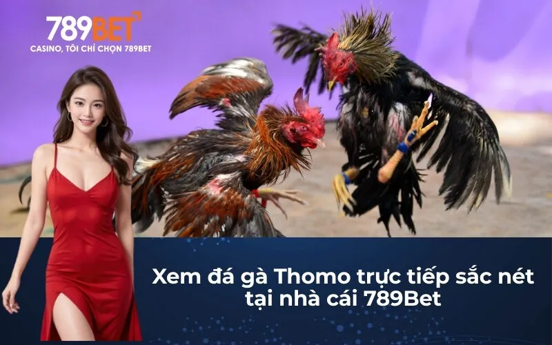 Xem đá gà Thomo trực tiếp sắc nét tại nhà cái 789Bet
